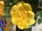 Enlarge photo 271