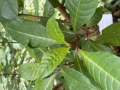 Enlarge photo 239