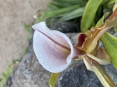 Enlarge photo 164