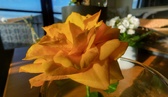 Enlarge photo 58