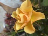 Enlarge photo 299