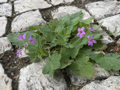 Enlarge photo 34