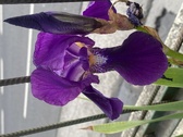 Enlarge photo 23