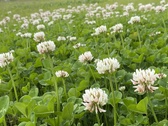Enlarge photo 44