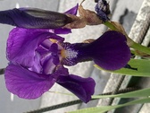 Enlarge photo 22