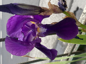 Enlarge photo 24