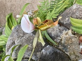 Enlarge photo 151