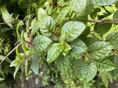 Enlarge photo 248