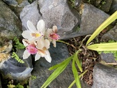 Enlarge photo 131
