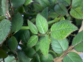 Enlarge photo 278