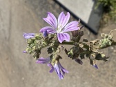 Enlarge photo 116