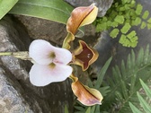 Enlarge photo 220