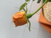 Enlarge photo 84
