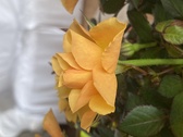 Enlarge photo 310