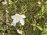 Enlarge photo 229