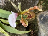 Enlarge photo 210
