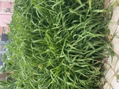 Enlarge photo 49