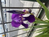 Enlarge photo 27
