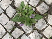 Enlarge photo 36