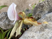 Enlarge photo 156
