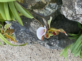 Enlarge photo 178