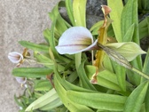 Enlarge photo 173