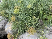 Enlarge photo 121