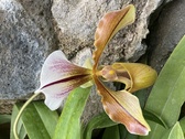 Enlarge photo 204