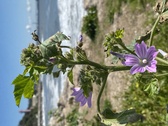 Enlarge photo 113