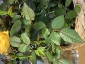 Enlarge photo 284