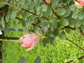 Enlarge photo 124