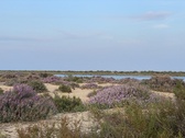 Enlarge photo 251