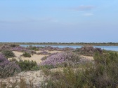 Enlarge photo 250