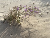 Enlarge photo 216