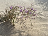 Enlarge photo 215