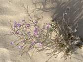 Enlarge photo 214