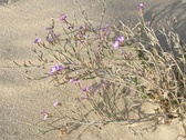 Enlarge photo 213