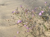 Enlarge photo 212