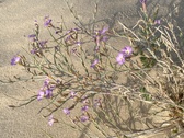 Enlarge photo 211