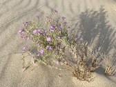 Enlarge photo 210