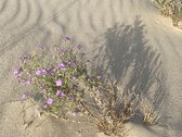 Enlarge photo 209