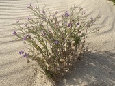 Enlarge photo 207