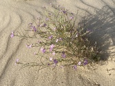 Enlarge photo 206