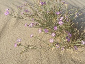 Enlarge photo 205