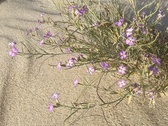 Enlarge photo 204