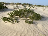 Enlarge photo 203