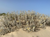 Enlarge photo 202