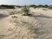 Enlarge photo 198