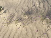 Enlarge photo 197