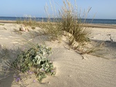 Enlarge photo 190